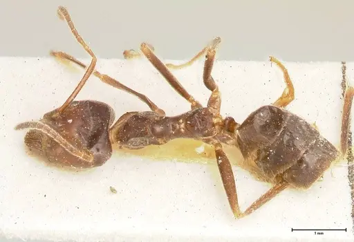 Anonychomyrma dimorpha - FOCOL0474