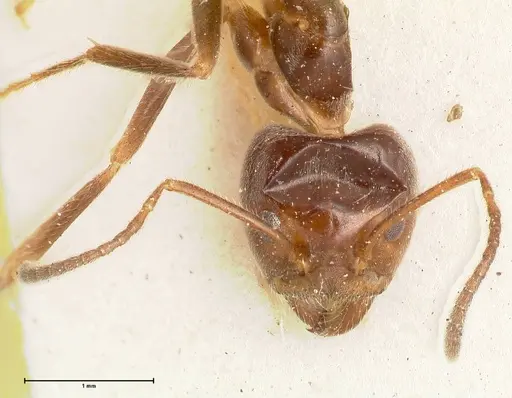 Anonychomyrma dimorpha - FOCOL0474