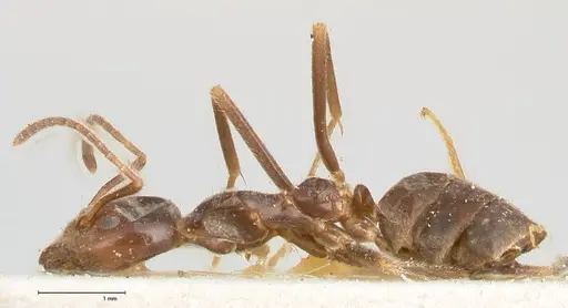 Anonychomyrma dimorpha - FOCOL0474