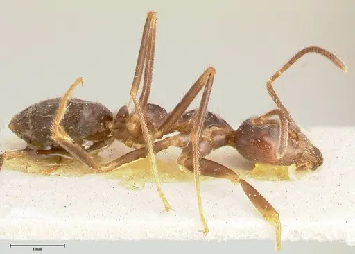 Anonychomyrma dimorpha - FOCOL0474