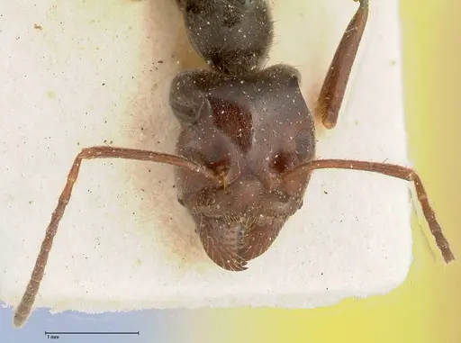 Anonychomyrma dimorpha - FOCOL0475