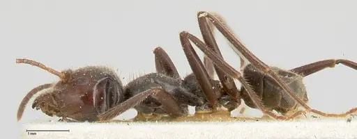 Anonychomyrma dimorpha - FOCOL0475