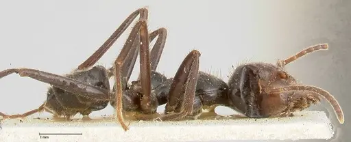 Anonychomyrma dimorpha - FOCOL0475