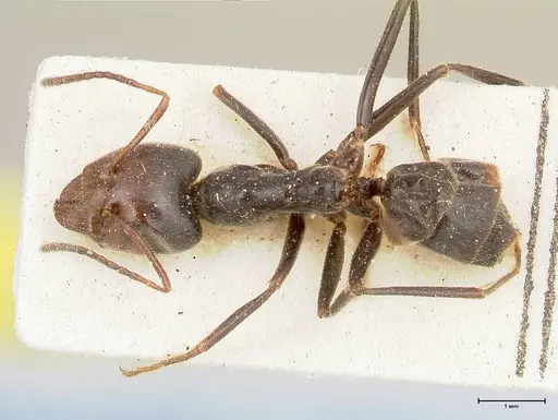 Anonychomyrma dimorpha - FOCOL0476