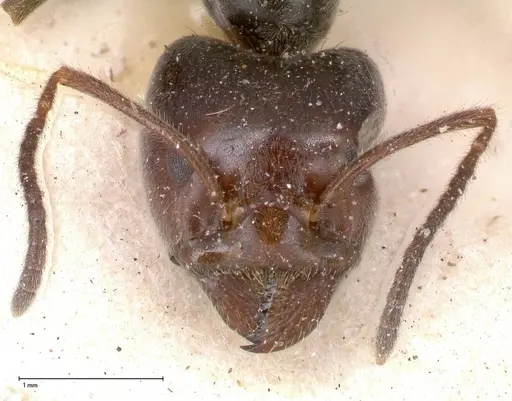 Anonychomyrma dimorpha - FOCOL0476