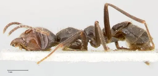 Anonychomyrma dimorpha - FOCOL0476