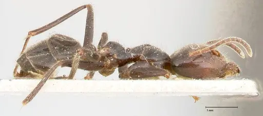 Anonychomyrma dimorpha - FOCOL0476