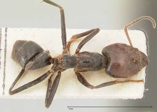 Anonychomyrma dimorpha - FOCOL0477