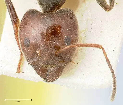 Anonychomyrma dimorpha - FOCOL0477