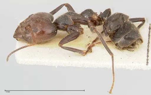 Anonychomyrma dimorpha - FOCOL0477