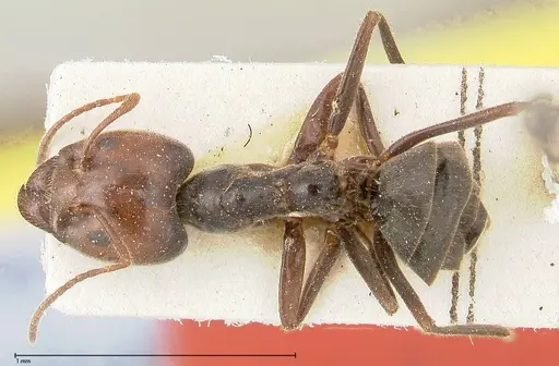 Anonychomyrma dimorpha - FOCOL0478