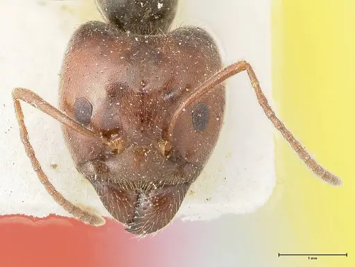 Anonychomyrma dimorpha - FOCOL0478