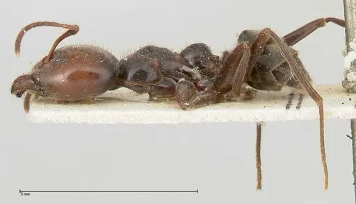 Anonychomyrma dimorpha - FOCOL0478