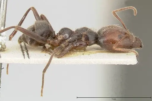Anonychomyrma dimorpha - FOCOL0478