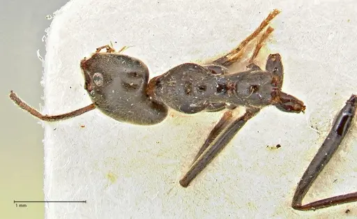 Anonychomyrma dimorpha - FOCOL2798