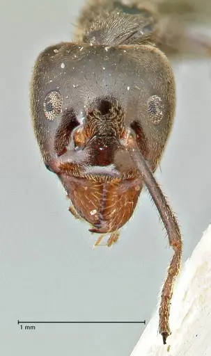Anonychomyrma dimorpha - FOCOL2798