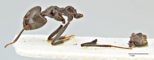Anonychomyrma dimorpha - FOCOL2798