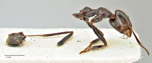 Anonychomyrma dimorpha - FOCOL2798