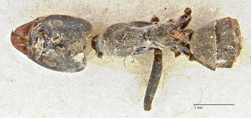 Anonychomyrma dimorpha - FOCOL2799