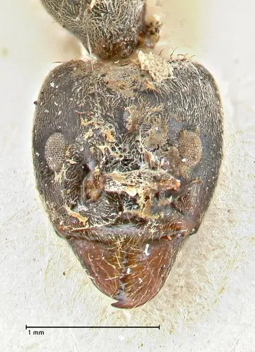 Anonychomyrma dimorpha - FOCOL2799