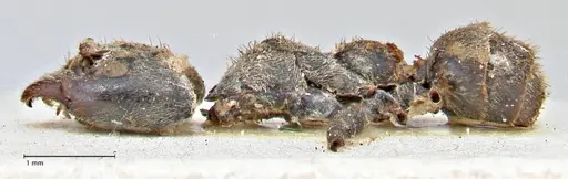 Anonychomyrma dimorpha - FOCOL2799
