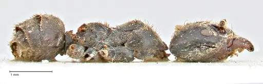 Anonychomyrma dimorpha - FOCOL2799