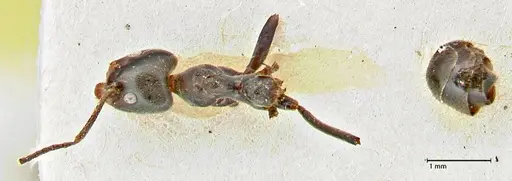 Anonychomyrma dimorpha - FOCOL2801