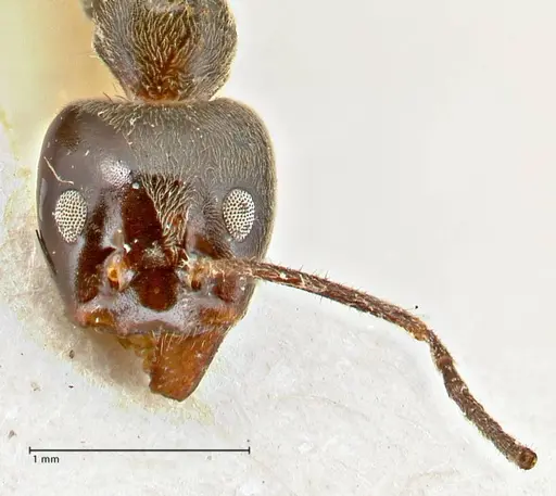 Anonychomyrma dimorpha - FOCOL2801