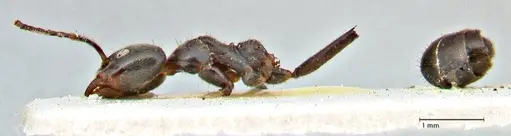 Anonychomyrma dimorpha - FOCOL2801