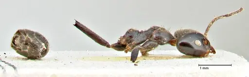 Anonychomyrma dimorpha - FOCOL2801