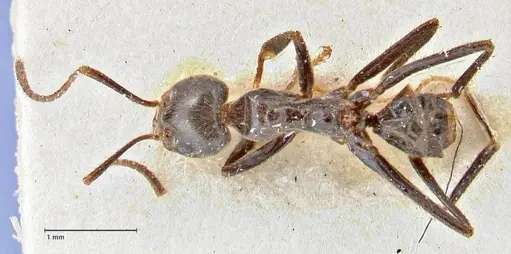 Anonychomyrma dimorpha - FOCOL2810