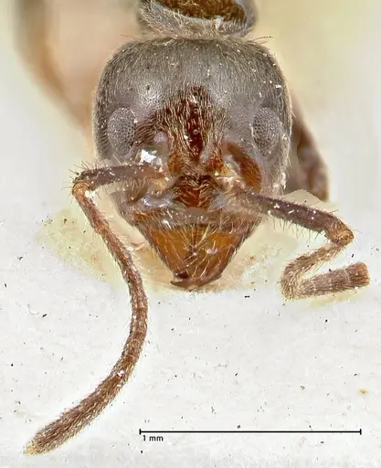 Anonychomyrma dimorpha - FOCOL2810
