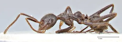 Anonychomyrma dimorpha - FOCOL2810