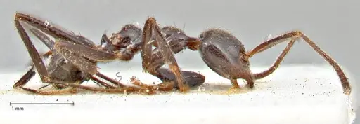 Anonychomyrma dimorpha - FOCOL2810