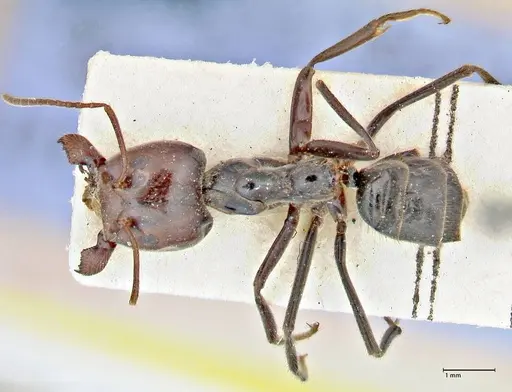 Anonychomyrma dimorpha - FOCOL2811