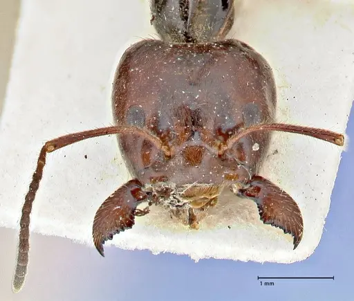 Anonychomyrma dimorpha - FOCOL2811