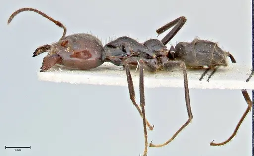 Anonychomyrma dimorpha - FOCOL2811