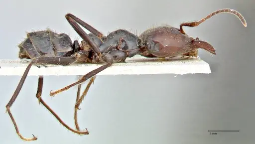 Anonychomyrma dimorpha - FOCOL2811