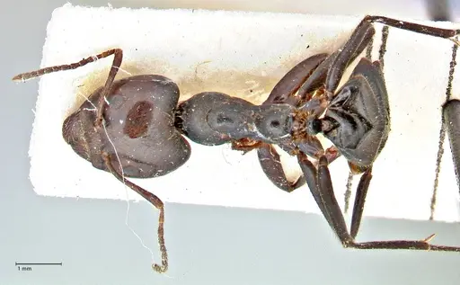 Anonychomyrma dimorpha - FOCOL2812