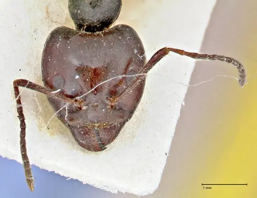 Anonychomyrma dimorpha - FOCOL2812