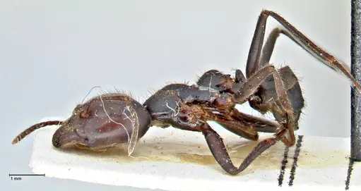 Anonychomyrma dimorpha - FOCOL2812