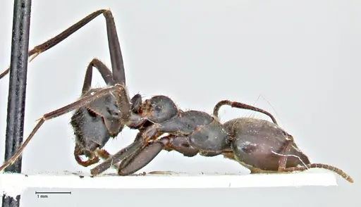 Anonychomyrma dimorpha - FOCOL2812
