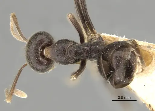 Anonychomyrma extensa specimen