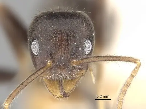Anonychomyrma extensa specimen