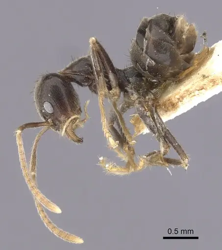 Anonychomyrma extensa specimen