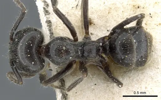 Anonychomyrma fornicata specimen