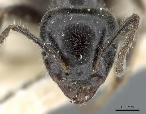 Anonychomyrma fornicata specimen