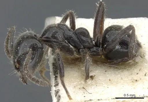 Anonychomyrma fornicata specimen