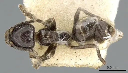 Anonychomyrma fornicata - CASENT0906231