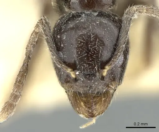 Anonychomyrma fornicata - CASENT0906231